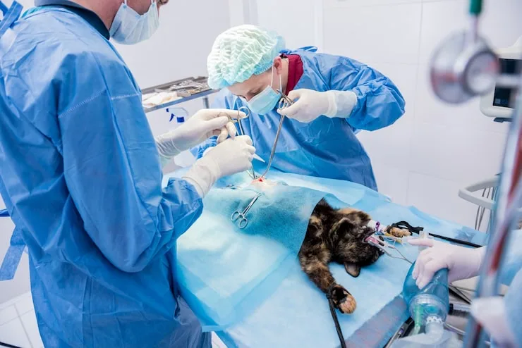 castração à laser em gato