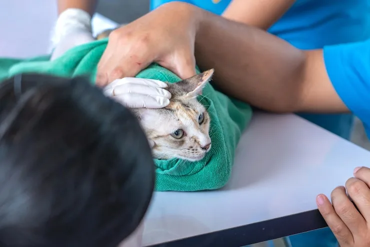 castração de cães em Minas Gerais