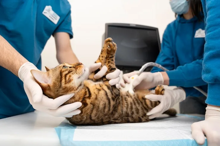 castração felina