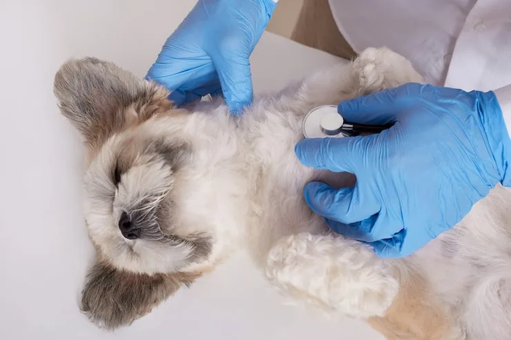 cirurgia em animais
