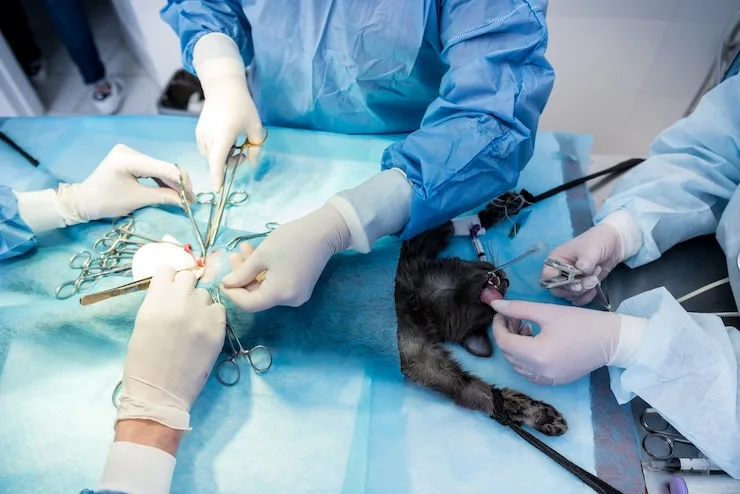 cirurgia geral veterinária em Belo Horizonte
