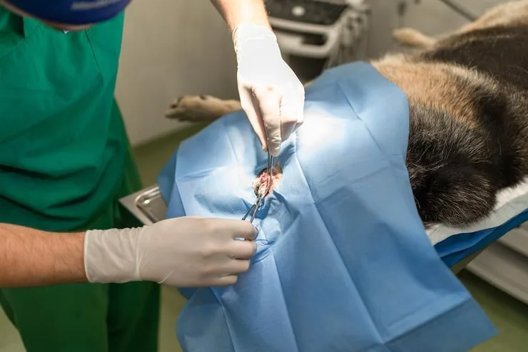 clínica veterinária com cirurgia animal
