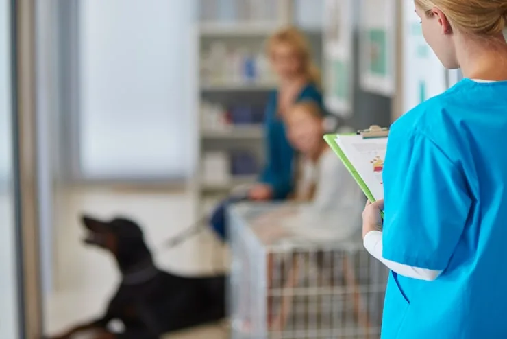 gastroenterologista veterinário