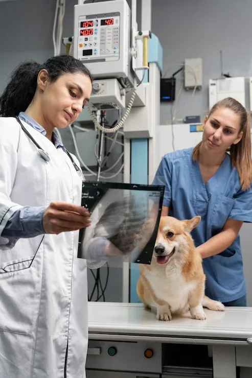 raio x veterinário