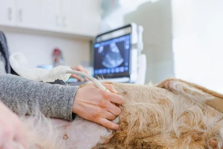 serviço de ultrassom veterinário