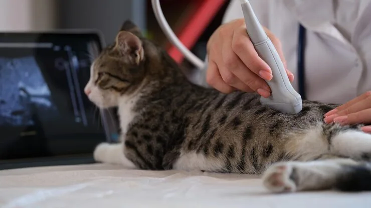 ultrassom dentário veterinário