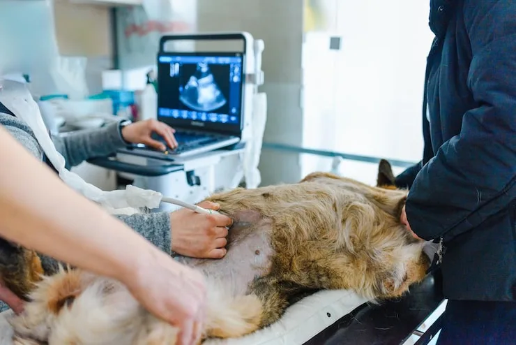 ultrassonografia veterinária